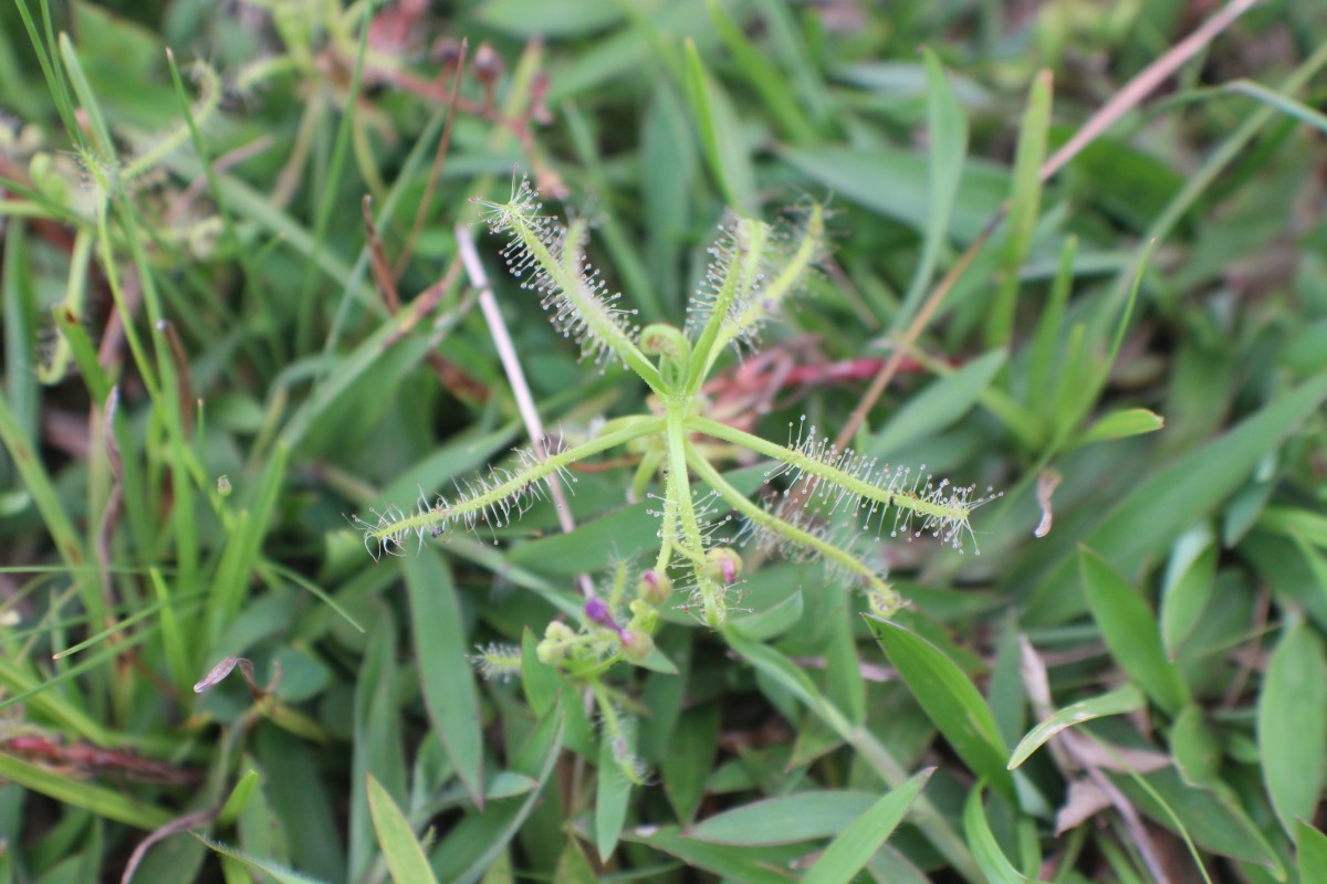 Drosera indica L.